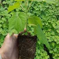 پیش فروش انواع نهال گلدانی پالونیا در تهران در گروه خرید فروش نهال - انواع گردو پسته بادام سلطانی انگور در یکمیوه