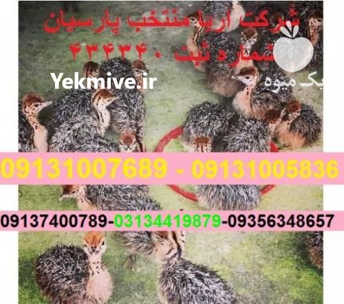 فروشی یونجه وعلوفه در اردبیل در گروه خوراک دام و طیور - پرواری شیری علوفه یونجه در یکمیوه -عکس1