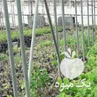 فروش نهال انگور اصلاح شده در همدان در گروه خرید فروش نهال - انواع گردو پسته بادام سلطانی انگور در یکمیوه