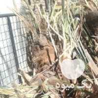 فروش جونگ یاپاجوش درخت خرما در کرمان  در گروه خرید فروش عمده خرما - کبکاب تازه زاهدی خشک خارک در یکمیوه