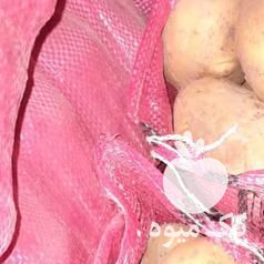 سیب زمینی سرد خانه خریدار هستم در همدان در گروه خرید فروش عمده سیب زمینی - زودرس دیررس آگریا اسپریت اردبیل همدان در یکمیوه -عکس1