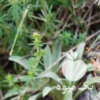 فروش چای کوهی با کیفیت در رشت در گروه خرید فروش عمده چای - سبز ترش کوهی سیاه در یکمیوه