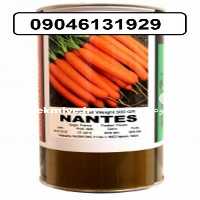 فروش بذر هویج فرنگی یا نانتس در فارس در گروه خرید فروش بذر - انواع محصول کشاورزی گوجه کتان میوه درخت در یکمیوه