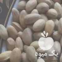 فروش پسته دهن بسته در قم در گروه پسته - کوهی شامی خام اکبری تازه کله قوچی در یکمیوه