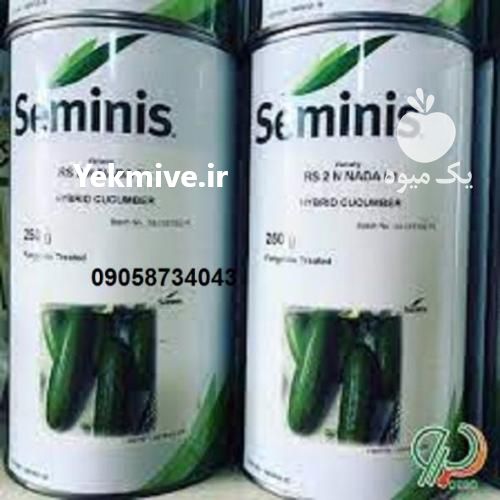 فروش بذر خیار رویال در ایلام در گروه خرید فروش بذر - انواع محصول کشاورزی گوجه کتان میوه درخت در یکمیوه -عکس1