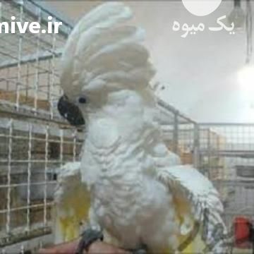 فروش تخم نطفه دار انواع طوطی سانان در تهران در گروه انواع تخم ها - مرغ بوقلمون پرنده عمده کشاورزی در یکمیوه -عکس1