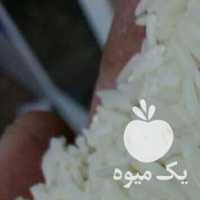 فروش برنج هاشمی راتون کشت دوم در رشت در گروه خرید فروش نشا - انواع گوجه برنج کاهو پیاز کاری فرنگی در یکمیوه