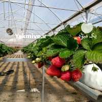 فروش نشا توت‌فرنگی در تهران در گروه خرید فروش نشا - انواع گوجه برنج کاهو پیاز کاری فرنگی در یکمیوه