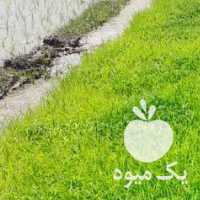 فروش بذربرنج هاشمی در رشت در گروه خرید فروش نشا - انواع گوجه برنج کاهو پیاز کاری فرنگی در یکمیوه