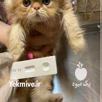 فروش گربه پرشین سوپر فلت در تهران در گروه سگ و گربه _ نگهبان هاسکی ژرمن دوبرمن سرابی در یکمیوه