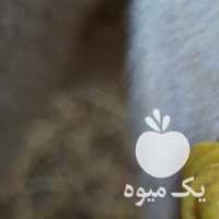 فروش گوسفند لاکن لاروف در یزد در گروه گاو و گوسفند و میش و بز کهره گوساله سمینتال در یکمیوه