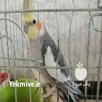 فروش پرندگان خاکستری در اصفهان در گروه خرید فروش عمده آفتابگردان - تخمه خوی دیم گل در یکمیوه