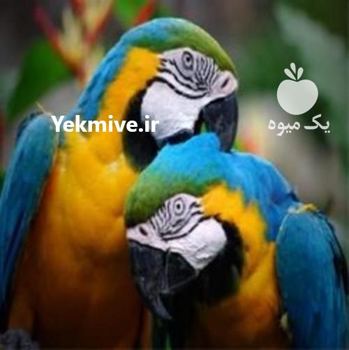 فروش تخم نطفه دار ماکائو در تهران در گروه انواع تخم ها - مرغ بوقلمون پرنده عمده کشاورزی در یکمیوه -عکس1