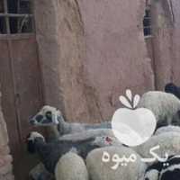 فروش گوسفند میش و بره در تهران در گروه گاو و گوسفند و میش و بز کهره گوساله سمینتال در یکمیوه