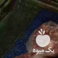 فروش خرده گوشت گوسفندی بره ریز در اصفهان در گروه گاو و گوسفند و میش و بز کهره گوساله سمینتال در یکمیوه