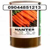 فروش بذر هویج فرنگی یا نانتس در همدان در گروه خرید فروش بذر - انواع محصول کشاورزی گوجه کتان میوه درخت در یکمیوه