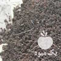 فروش کشمش قرمز 2 تن در قزوین در گروه آجیل - فروش عمده محصولات در یکمیوه