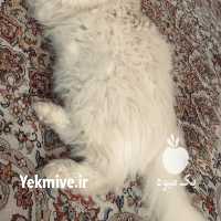 فروش گربه پرشین در تبریز در گروه سگ و گربه _ نگهبان هاسکی ژرمن دوبرمن سرابی در یکمیوه