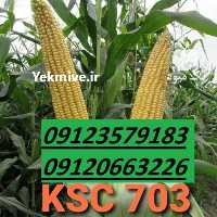 فروش مشاوره کاشت بذر ذرت 09120663226 در زنجان در گروه خرید فروش بذر - انواع محصول کشاورزی گوجه کتان میوه درخت در یکمیوه