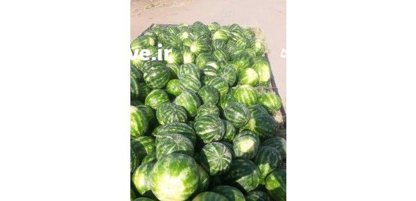 فروش هندوانه گرد میکادو و بیضی همه روزه موجوده در تناژ بالا در کرمان  در گروه بار بارکن خرید و فروش عمده محصولات کشاورزی باربارکن میوه گوجه در یکمیوه -عکس1