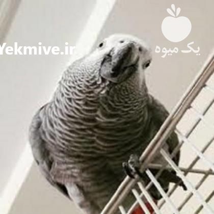 فروش تخم نطفه دار طوطی سانان تضمینی در فارس در گروه انواع تخم ها - مرغ بوقلمون پرنده عمده کشاورزی در یکمیوه -عکس1