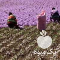 فروش پیاز زعفران در تهران در گروه خرید فروش عمده زعفران - قائنات قیمت خراسان بهرامن گرم در یکمیوه
