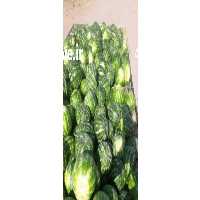 فروش هندوانه گرد میکادو و بیضی همه روزه موجوده در تناژ بالا در کرمان  در گروه بار بارکن خرید و فروش عمده محصولات کشاورزی باربارکن میوه گوجه در یکمیوه