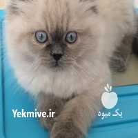 فروش گربه پرشین کت در اصفهان در گروه سگ و گربه _ نگهبان هاسکی ژرمن دوبرمن سرابی در یکمیوه