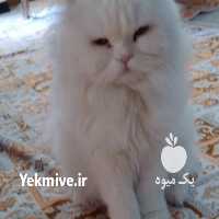 فروش گربه پرشین در رشت در گروه سگ و گربه _ نگهبان هاسکی ژرمن دوبرمن سرابی در یکمیوه