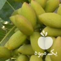 فروش ترکه پسته در قزوین در گروه پسته - کوهی شامی خام اکبری تازه کله قوچی در یکمیوه