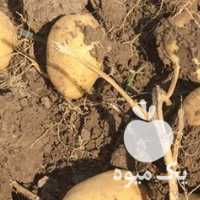 فروش سیب زمینی بذری در کرمانشاه در گروه خرید فروش عمده سیب زمینی - زودرس دیررس آگریا اسپریت اردبیل همدان در یکمیوه