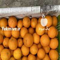 فروش پرتقال محلی شمال  در تهران در گروه خرید فروش عمده پرتقال - پرتقال رسمی تامسون خونی جنوب در یکمیوه