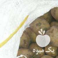 فروش 200 تن سیب زمینی دامی و سیب زمینی زیرسرندی در همدان در گروه خرید فروش عمده سیب زمینی - زودرس دیررس آگریا اسپریت اردبیل همدان در یکمیوه