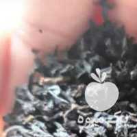 فروش چای سرگل بهاره در تهران در گروه خرید فروش عمده گیاهان زینتی - گرمسیری آپارتمانی باغچه آب در یکمیوه