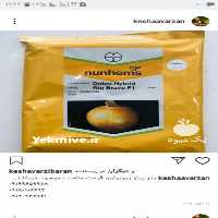 فروش انواع محصولات کشاورزی بذر پیاز ریو براوو پیاز زرد در اصفهان در گروه خرید فروش عمده پیاز - قرمز سفید زرد ترشی تازه انباری در یکمیوه