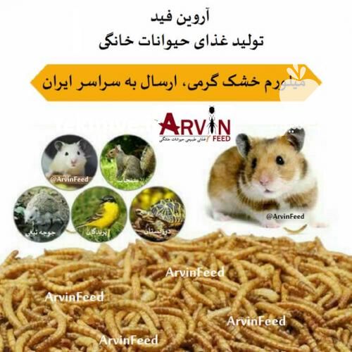 فروش لارو میل ورم خشک شده درجه یک بسته 500 گرمی در قزوین در گروه حیوانات خانگی - خرید و فروش در یکمیوه -عکس1