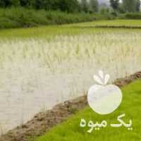 فروش توم برنج هاشمی 33 کیلو در رشت در گروه خرید فروش عمده برنج - نیم دانه عنبر بو هاشمی کاظمی هندی پاکستانی در یکمیوه