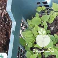 فروش شیتیل کیوی در آستارا در گروه خرید فروش عمده کیوی - صادراتی مازندران تنکابن تالش در یکمیوه