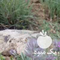 فروش چای کوهی سوغات بهار رشته کوههای البرز در تهران در گروه خرید فروش عمده چای - سبز ترش کوهی سیاه در یکمیوه