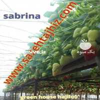 فروش واریته جدید توت فرنگی با عملکرد بالا در تهران در گروه خرید فروش عمده توت فرنگی - خرید فروش عمده قرمز سفید در یکمیوه