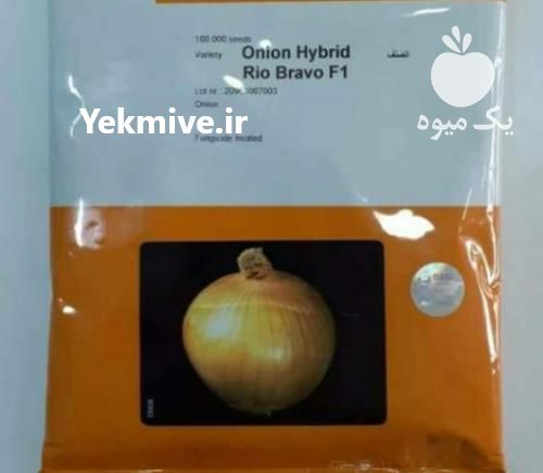 فروش بذر پیاز ریوبراوو در بوشهر در گروه خرید فروش بذر - انواع محصول کشاورزی گوجه کتان میوه درخت در یکمیوه -عکس1