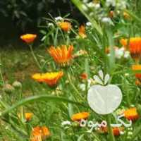 فروش محصولات محلی چای و برنج و سبزیجات خشک و  در تهران در گروه خرید فروش عمده برنج - نیم دانه عنبر بو هاشمی کاظمی هندی پاکستانی در یکمیوه