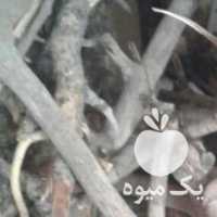 فروش هیزم پسته وبنه در سیرجان در گروه پسته - کوهی شامی خام اکبری تازه کله قوچی در یکمیوه