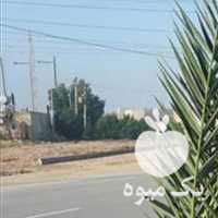 فروش انواع پاجوش نخل خرما در بوشهر در گروه خرید فروش نهال - انواع گردو پسته بادام سلطانی انگور در یکمیوه