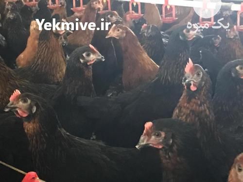 فروش یونجه درجه یک در ساری در گروه خوراک دام و طیور - پرواری شیری علوفه یونجه در یکمیوه -عکس1