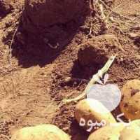 فروش سیب زمینی بذری در همدان در گروه خرید فروش عمده سیب زمینی - زودرس دیررس آگریا اسپریت اردبیل همدان در یکمیوه