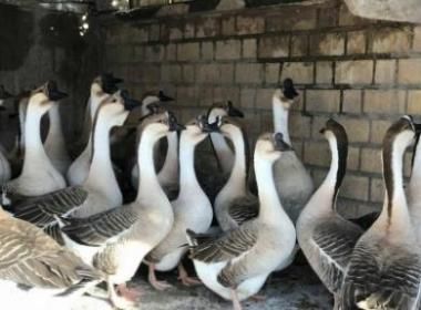 فروش تضمینی تخم نطفه دار بوقلمون و غاز و قوغاز در آذربایجان غربی در گروه انواع تخم ها - مرغ بوقلمون پرنده عمده کشاورزی در یکمیوه -عکس1