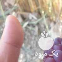 فروش انگور یاقوتی کازرون در شیراز در گروه خرید فروش عمده انگور - یاقوتی شانی عسگری بی دانه قرمز در یکمیوه
