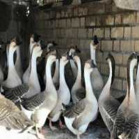 فروش تضمینی تخم نطفه دار بوقلمون و غاز و قوغاز در آذربایجان غربی در گروه انواع تخم ها - مرغ بوقلمون پرنده عمده کشاورزی در یکمیوه