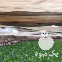 فروش نهال پسته با بذر های مختلف در تهران در گروه خرید فروش نهال - انواع گردو پسته بادام سلطانی انگور در یکمیوه